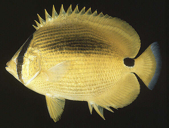 Image of Blue-dash Butterflyfish