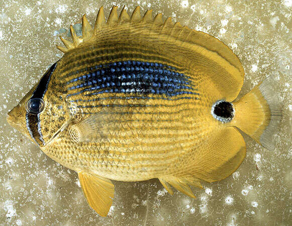 Image of Blue-dash Butterflyfish