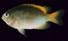 Image of Damselfish