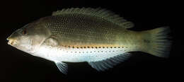 Image of Blue-ribbon wrasse