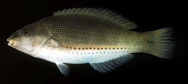 Image of Blue-ribbon wrasse