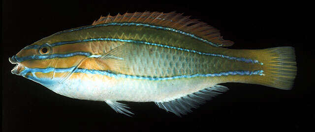 Image of Blue-ribbon wrasse