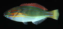 Image of Blue-ribbon wrasse