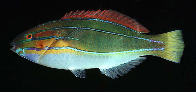 Image of Blue-ribbon wrasse