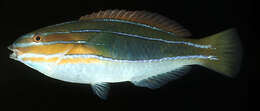 Image of Blue-ribbon wrasse