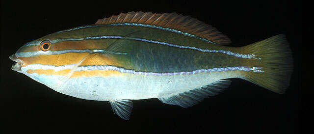 Image of Blue-ribbon wrasse