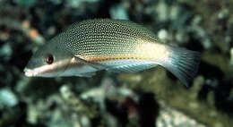 Image of Blue-ribbon wrasse