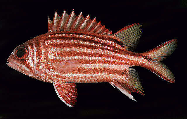 Image of Red Striped Squirrelfish