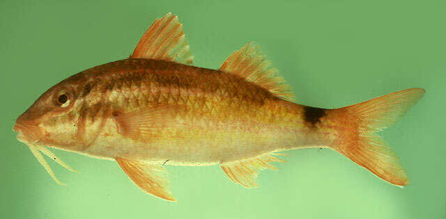 Image of Blackspot goatfish