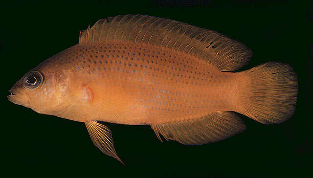 Image de Pseudochromis fuscus Müller & Troschel 1849