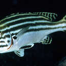 Image of Silver-banded sweetlip