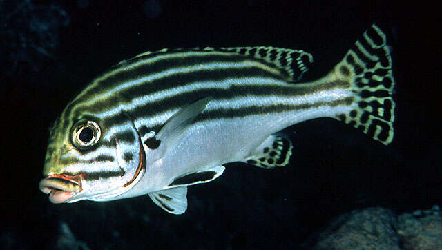 Image of Silver-banded sweetlip