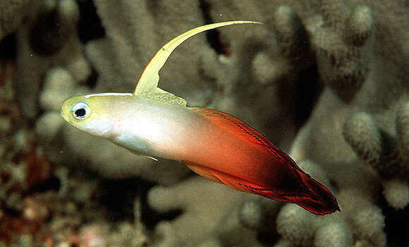 Image of Fire Dartfish