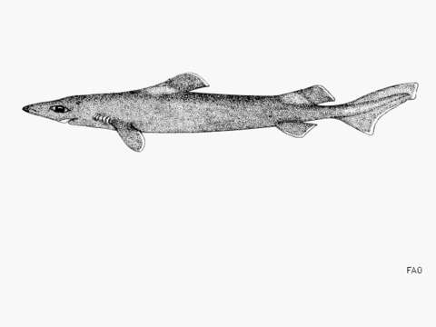 Image of Longnose velvet dogfish