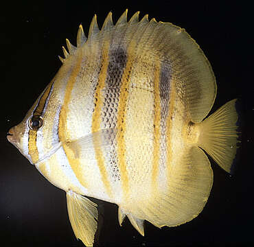 Image of Rainford's Butterflyfish