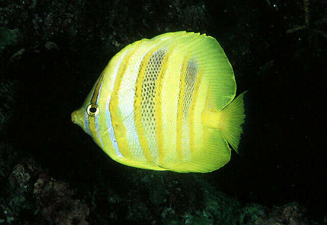 Image of Rainford's Butterflyfish