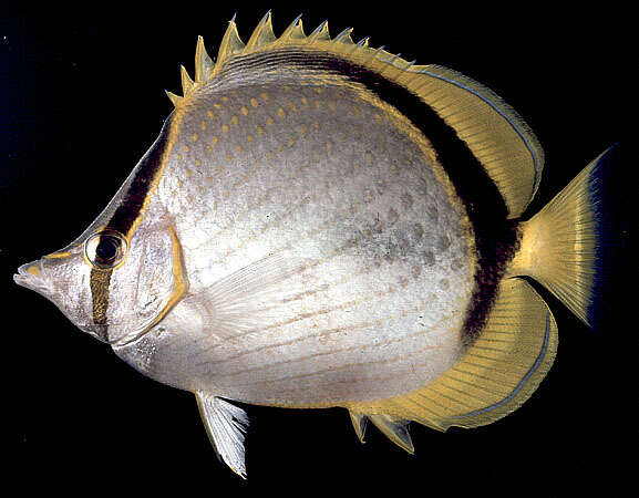 Image of Yellow-dotted butterflyfish