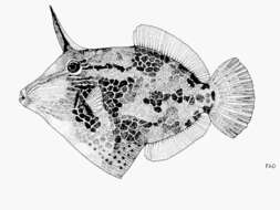 Image of Honeycomb Filefish