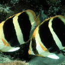Image of Three-striped Butterflyfish