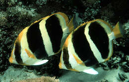 Image of Three-striped Butterflyfish