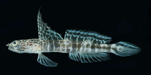 Imagem de Tomiyamichthys dorsostigma Bogorodsky, Kovačić & Randall 2011