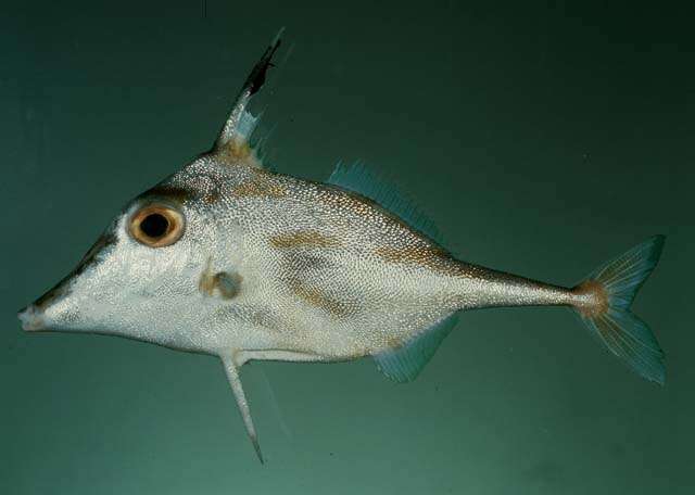 Image of Blacktip tripodfish