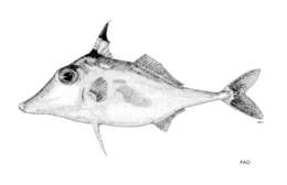 Image of Blacktip tripodfish