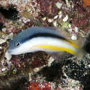 Image of Eichler’s Dottyback