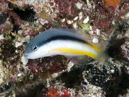 Image de Pseudochromis eichleri Gill, Allen & Erdmann 2012