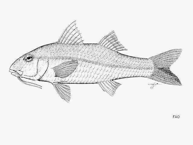 Image of Goatfish