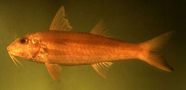 Image of Goatfish