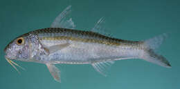 Image of Goatfish