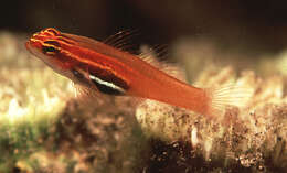 Image of Neon dwarfgoby