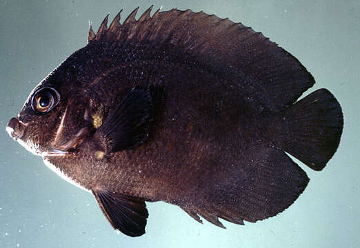 Image of Dusky angel-fish