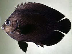 Image of Dusky angel-fish