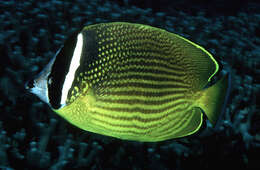 Image of Golden Butterflyfish