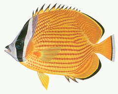 Image of Golden Butterflyfish