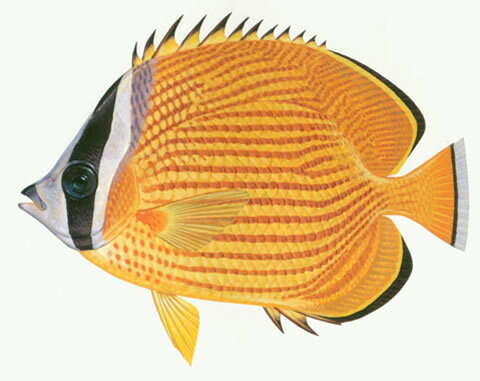 Image of Golden Butterflyfish