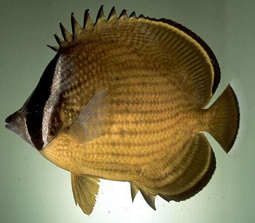 Image of Golden Butterflyfish