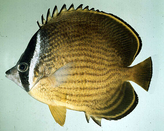 Image of Golden Butterflyfish