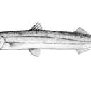 Image of Heller&#39;s barracuda