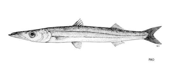 Image of Heller&#39;s barracuda