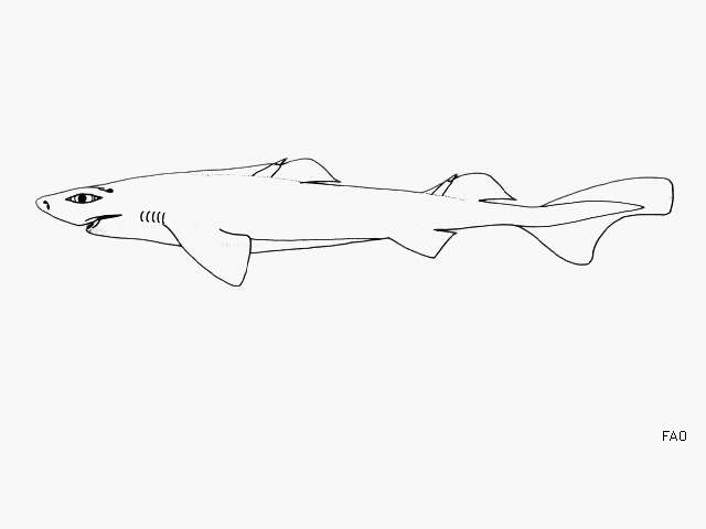 Image of Largespine Velvet Dogfish
