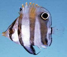 Image of Margined Coralfish