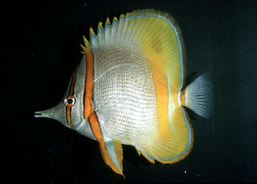 Image of Margined Coralfish