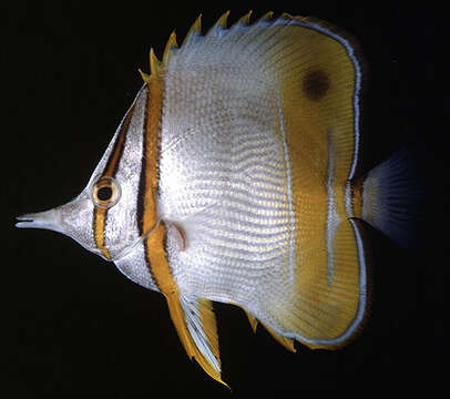 Image of Margined Coralfish