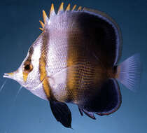 Image of Beaked coralfish