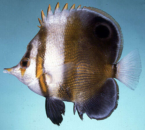 Image of Beaked coralfish