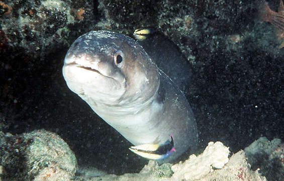 Image of Ash-colored conger eel