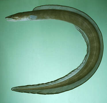 Image of Ash-colored conger eel